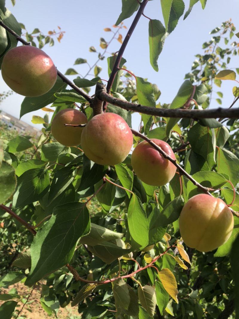 丰园红杏