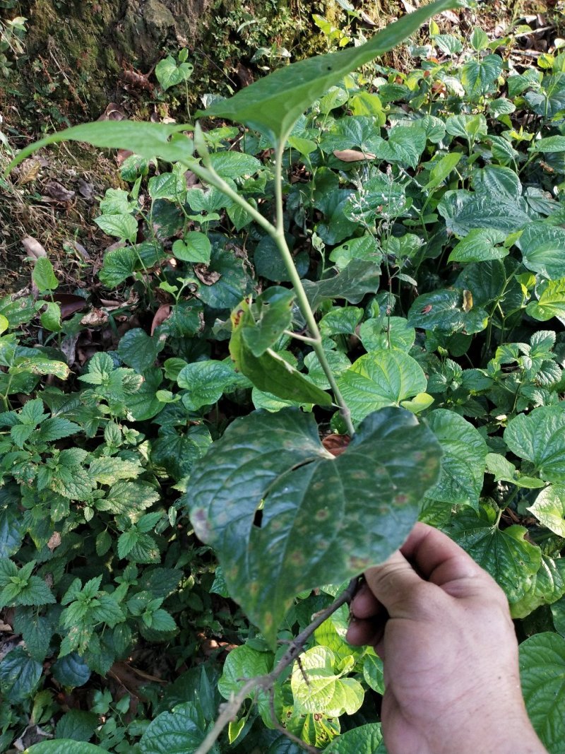 假蒌，香菜配料，炒螺绝配，新鲜采摘