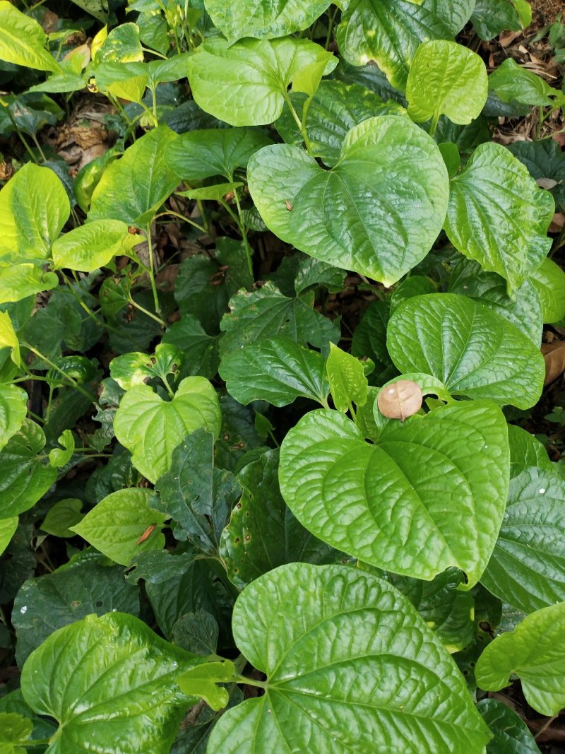假蒌，香菜配料，炒螺绝配，新鲜采摘