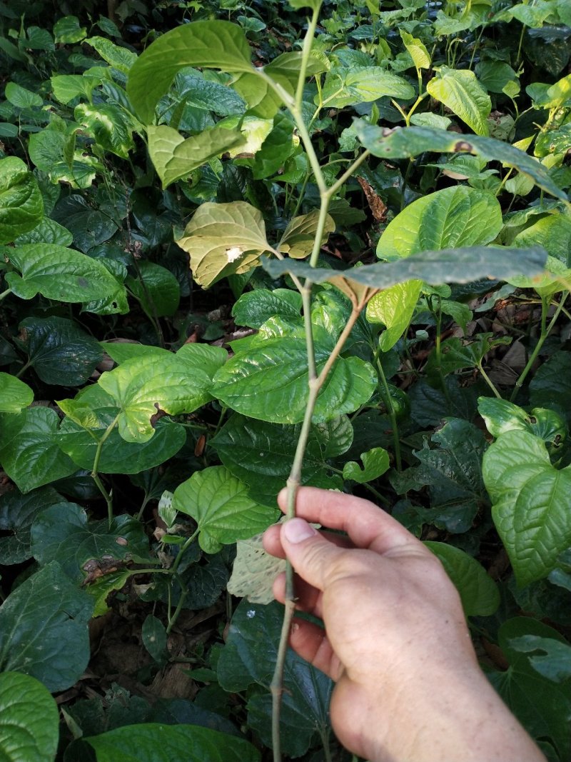 假蒌，香菜配料，炒螺绝配，新鲜采摘