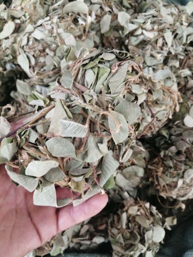 广金钱草新货，桂林货，切片筛粉袋装、积压件