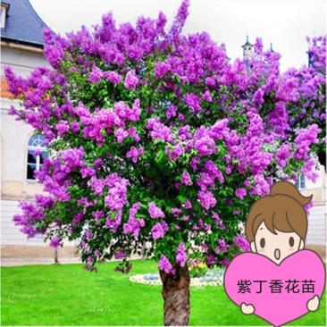 丁香树苗丁香花苗丁香苗盆栽庭院植物花卉观赏绿化苗