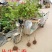 丁香树苗丁香花苗丁香苗盆栽庭院植物花卉观赏绿化苗