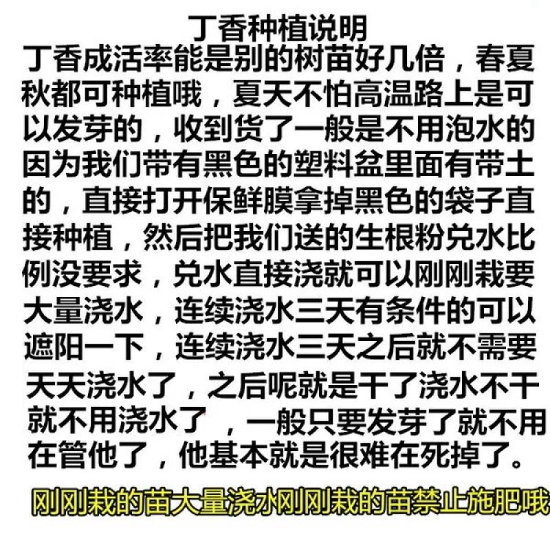 丁香树苗丁香花苗丁香苗盆栽庭院植物花卉观赏绿化苗