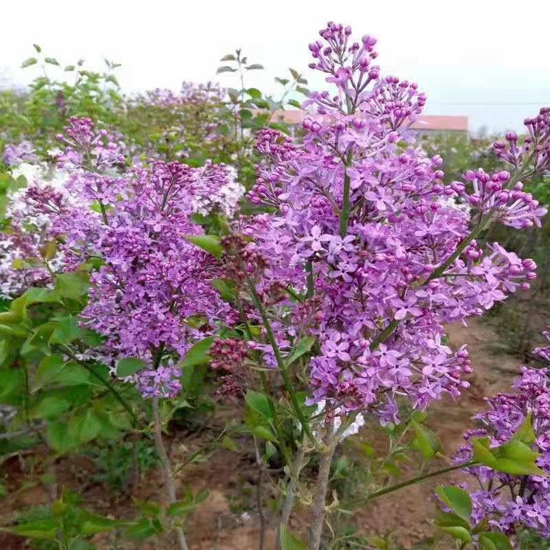 丁香树苗丁香花苗丁香苗盆栽庭院植物花卉观赏绿化苗