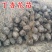 丁香树苗丁香花苗丁香苗盆栽庭院植物花卉观赏绿化苗