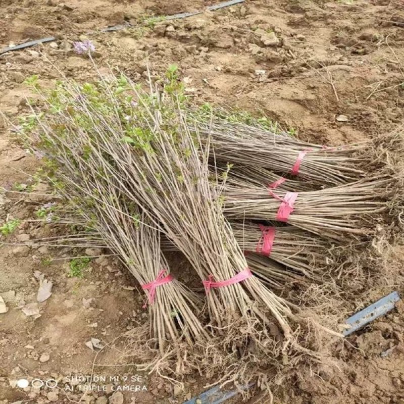 丁香树苗丁香花苗丁香苗盆栽庭院植物花卉观赏绿化苗