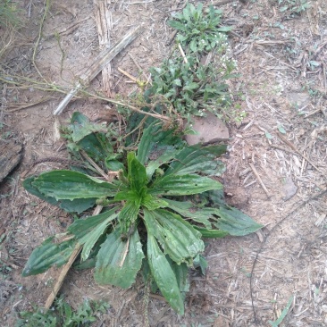 车前草车前草车前草车前草