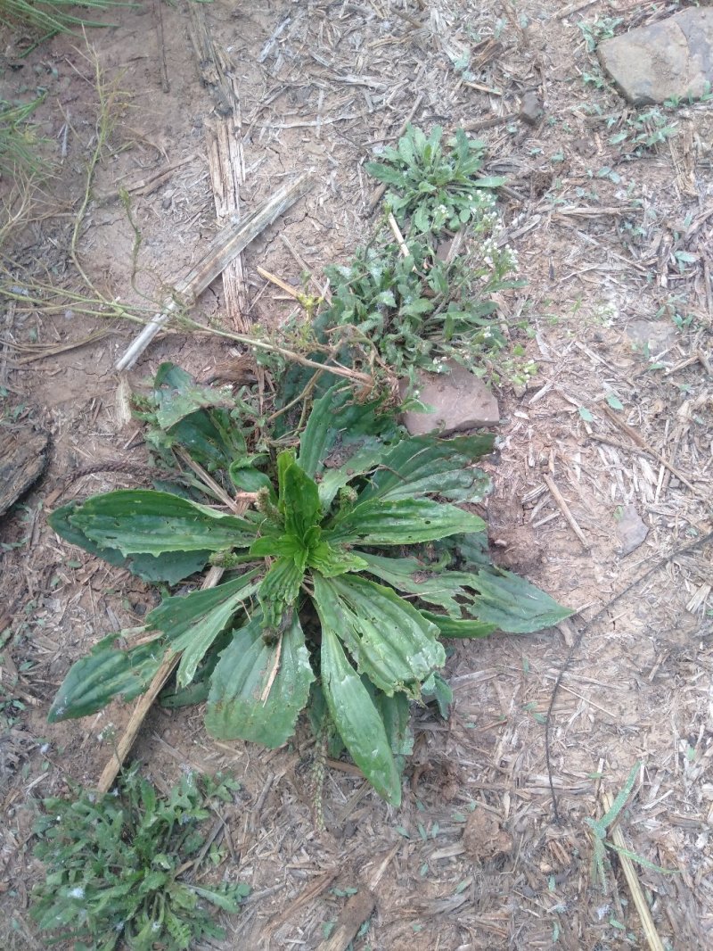 车前草车前草车前草车前草