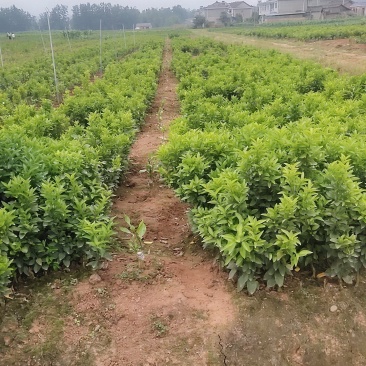 金秋沙糖桔树苗，树形好杯苗