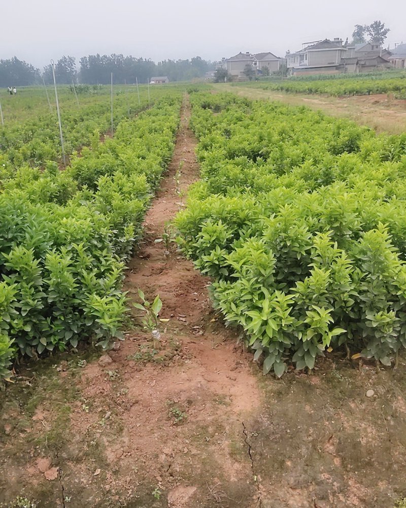 金秋沙糖桔树苗，树形好杯苗