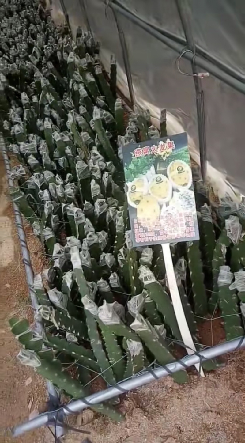 燕窝火龙果嫁接苗小小果苗明年结果