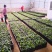 桂源红花大百部2号杯苗种子苗基地种植全国发货