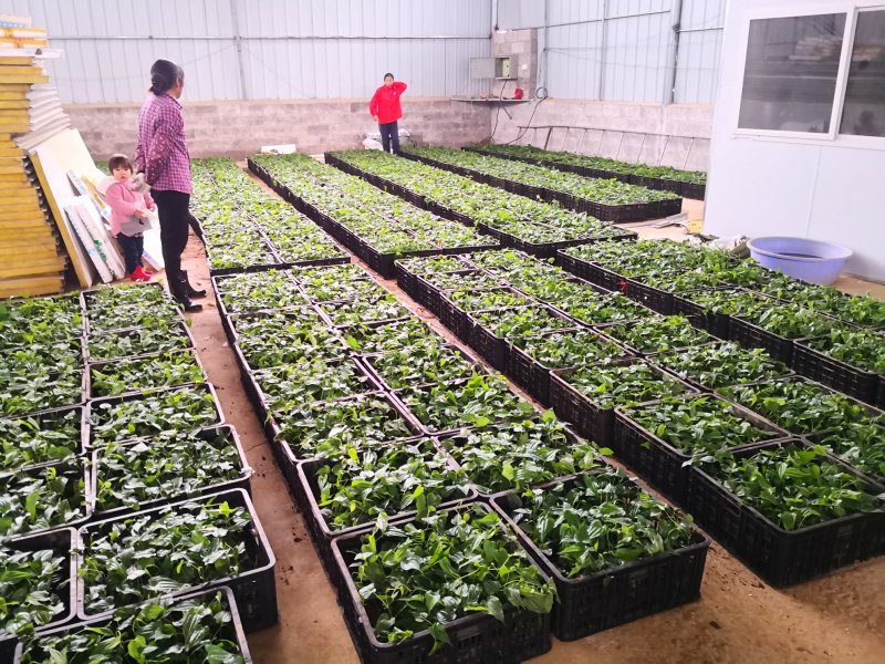 桂源红花大百部2号杯苗种子苗基地种植全国发货