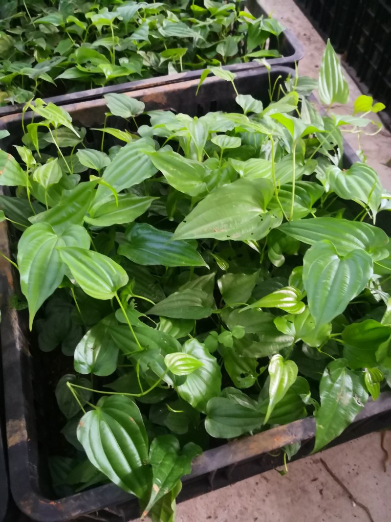 桂源红花大百部2号杯苗种子苗基地种植全国发货