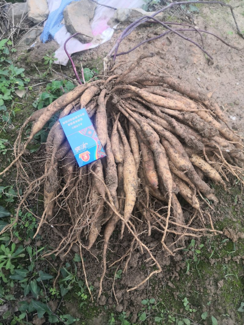 桂源红花大百部2号杯苗种子苗基地种植全国发货