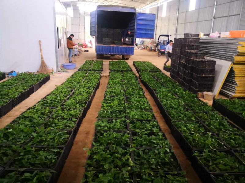 桂源红花大百部2号杯苗种子苗基地种植全国发货