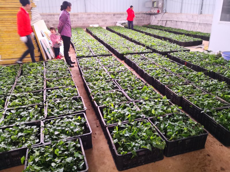 桂源红花大百部2号杯苗种子苗基地种植全国发货