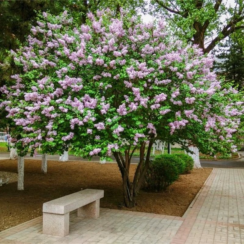 丁香树苗丁香花苗丁香苗盆栽庭院植物花卉观赏绿化苗