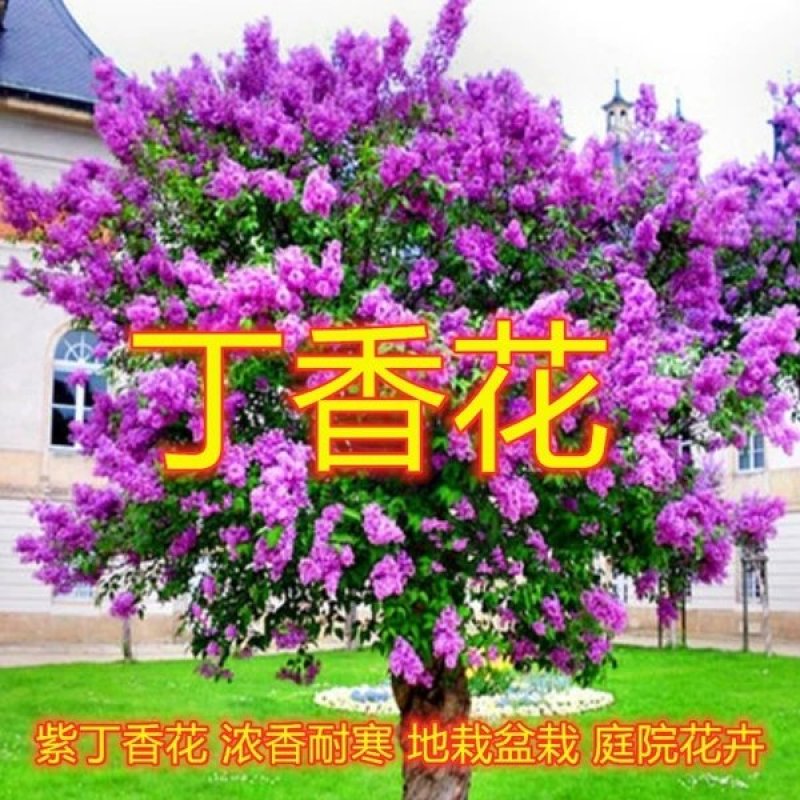 丁香花树苗紫丁香花苗盆栽地栽南方北方耐寒浓香开花绿植庭院
