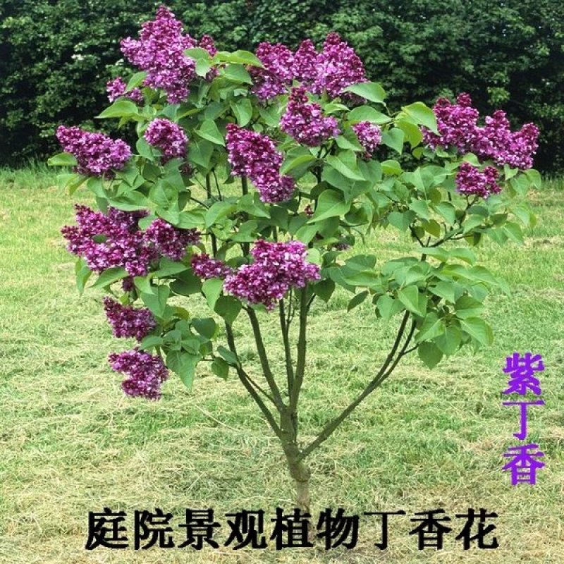 丁香花树苗紫丁香花苗盆栽地栽南方北方耐寒浓香开花绿植庭院