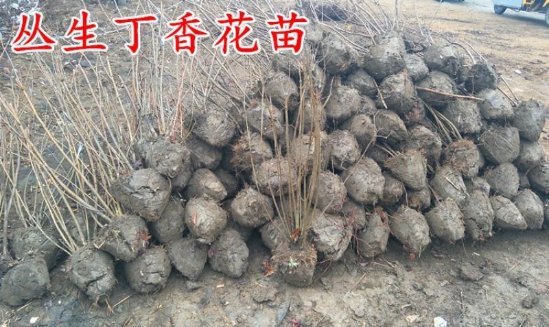 丁香花树苗紫丁香花苗盆栽地栽南方北方耐寒浓香开花绿植庭院