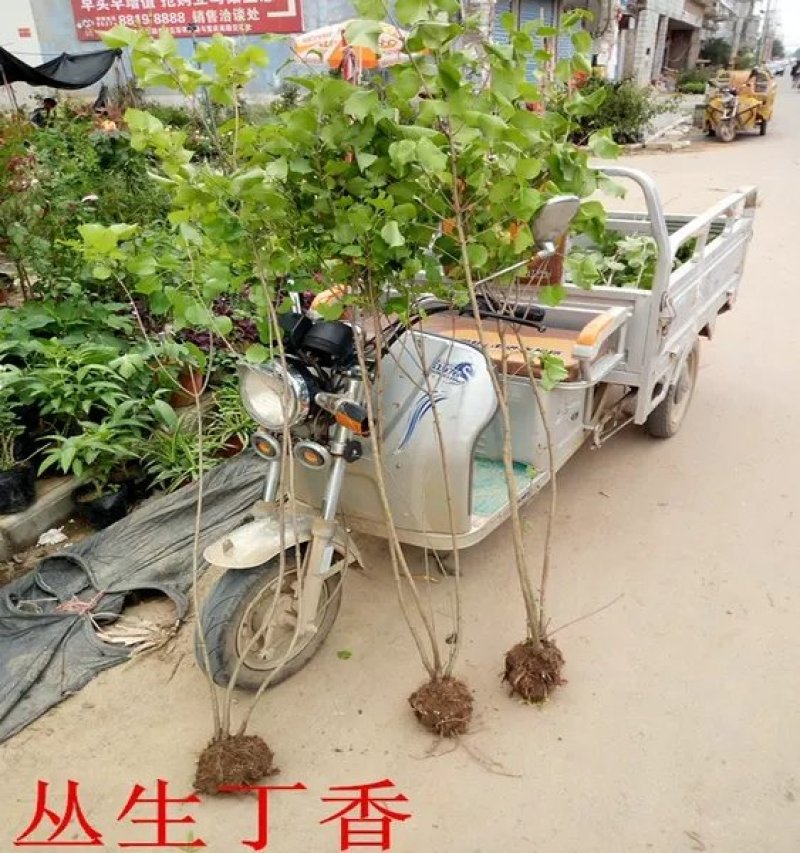 丁香花树苗紫丁香花苗盆栽地栽南方北方耐寒浓香开花绿植庭院