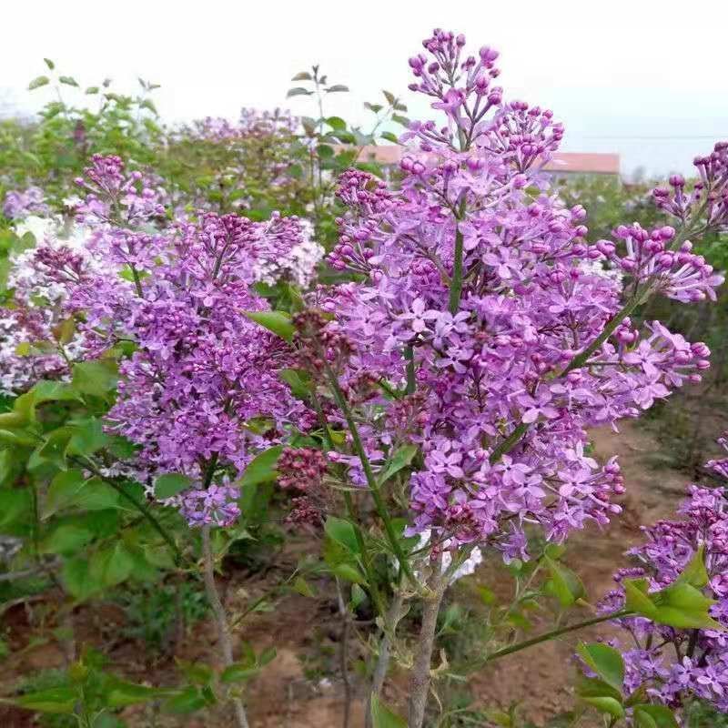 丁香花树苗紫丁香花苗盆栽地栽南方北方耐寒浓香开花绿植庭院