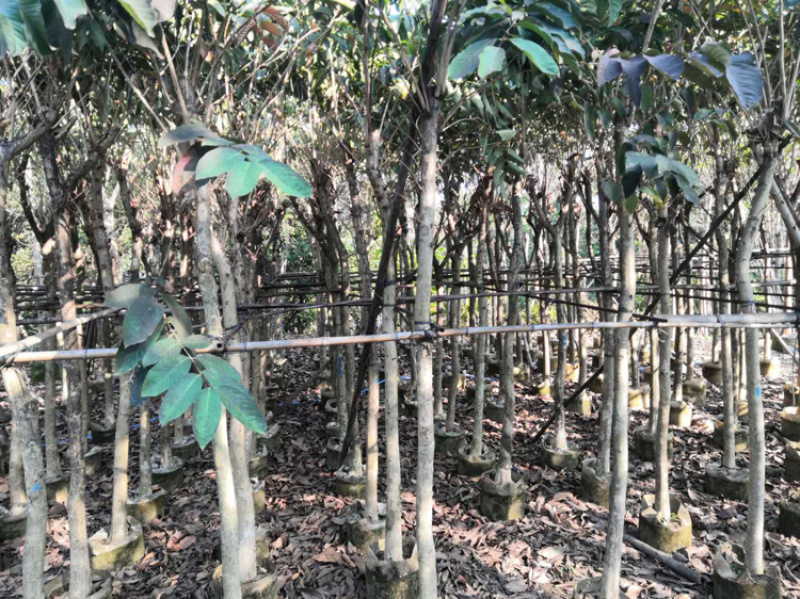 大叶紫薇、大花紫薇、洋紫薇