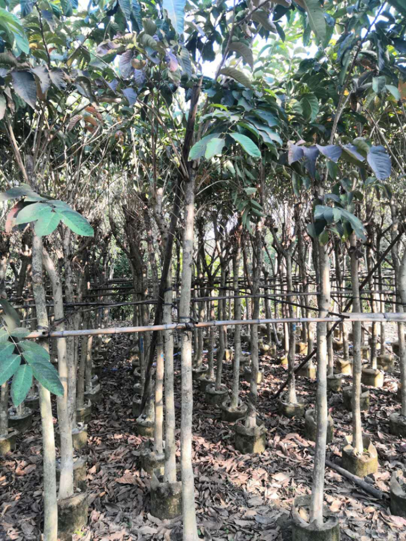 大叶紫薇、大花紫薇、洋紫薇