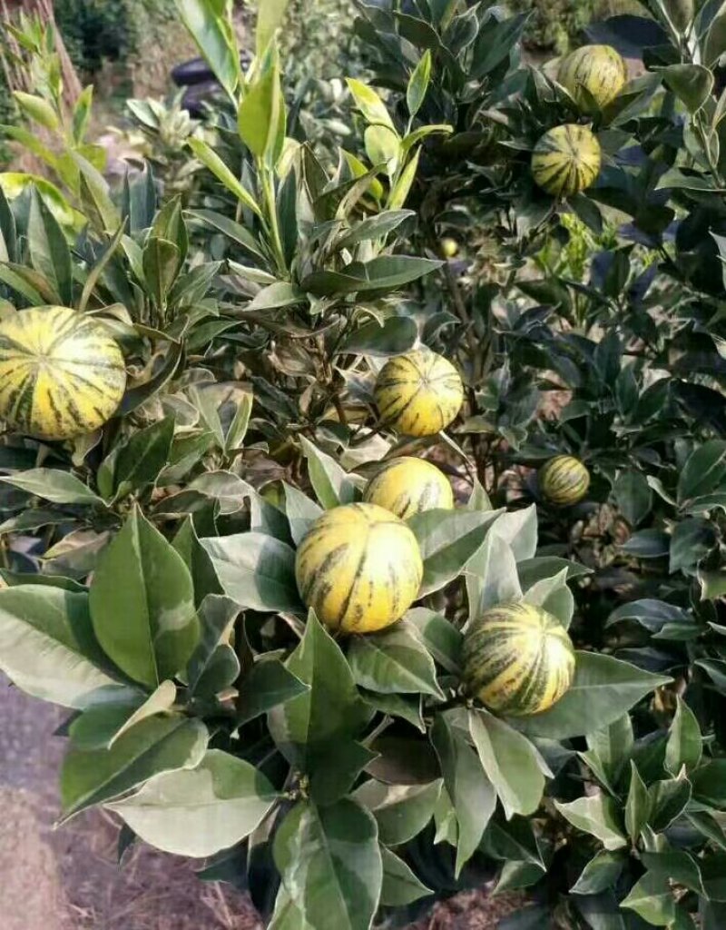 纽荷尔脐橙美植袋苗，基地直供