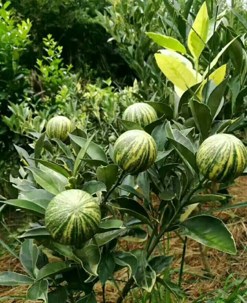 纽荷尔脐橙美植袋苗，基地直供