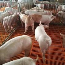 供应山东潍坊优质外三元仔猪提供技术指导防疫到位随意