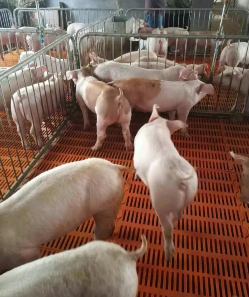 供应山东潍坊优质外三元仔猪提供技术指导防疫到位随意