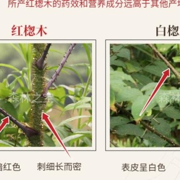 红鸟不站