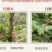 红鸟不站