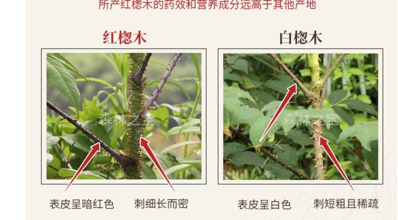 红鸟不站