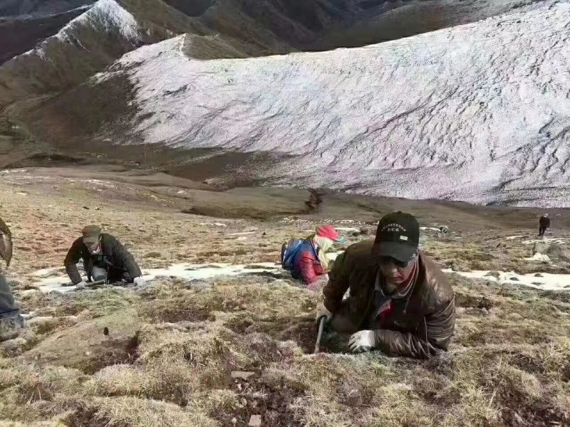 大西北高原，青海虫草直销
