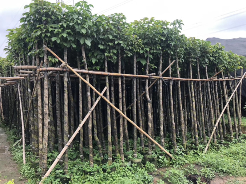 秋枫、重阳木、茄冬、秋风子、朱桐树、乌杨
