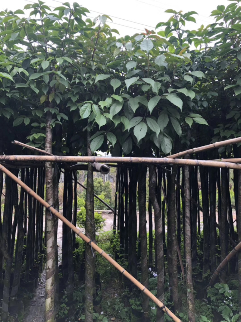 秋枫、重阳木、茄冬、秋风子、朱桐树、乌杨
