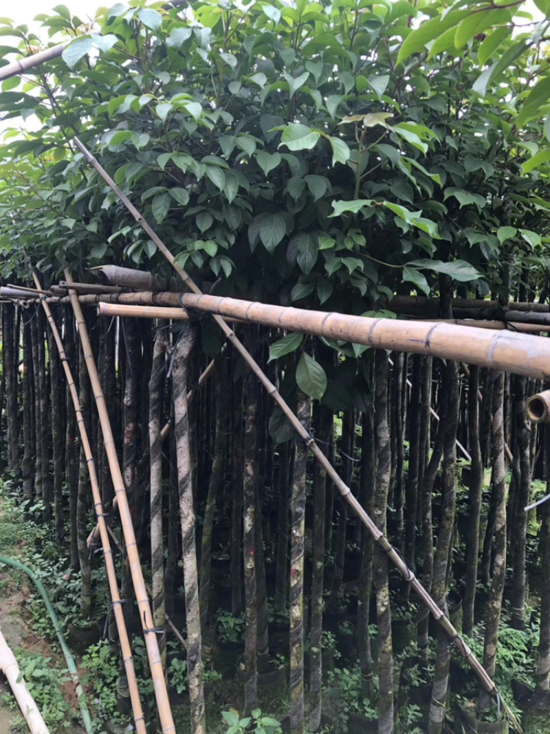 秋枫、重阳木、茄冬、秋风子、朱桐树、乌杨