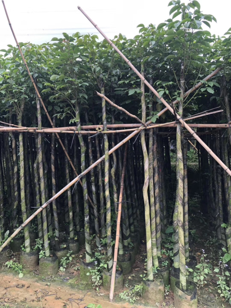 秋枫、重阳木、茄冬、秋风子、朱桐树、乌杨