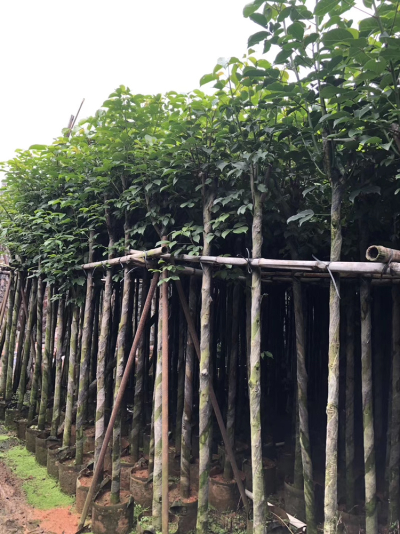 秋枫、重阳木、茄冬、秋风子、朱桐树、乌杨
