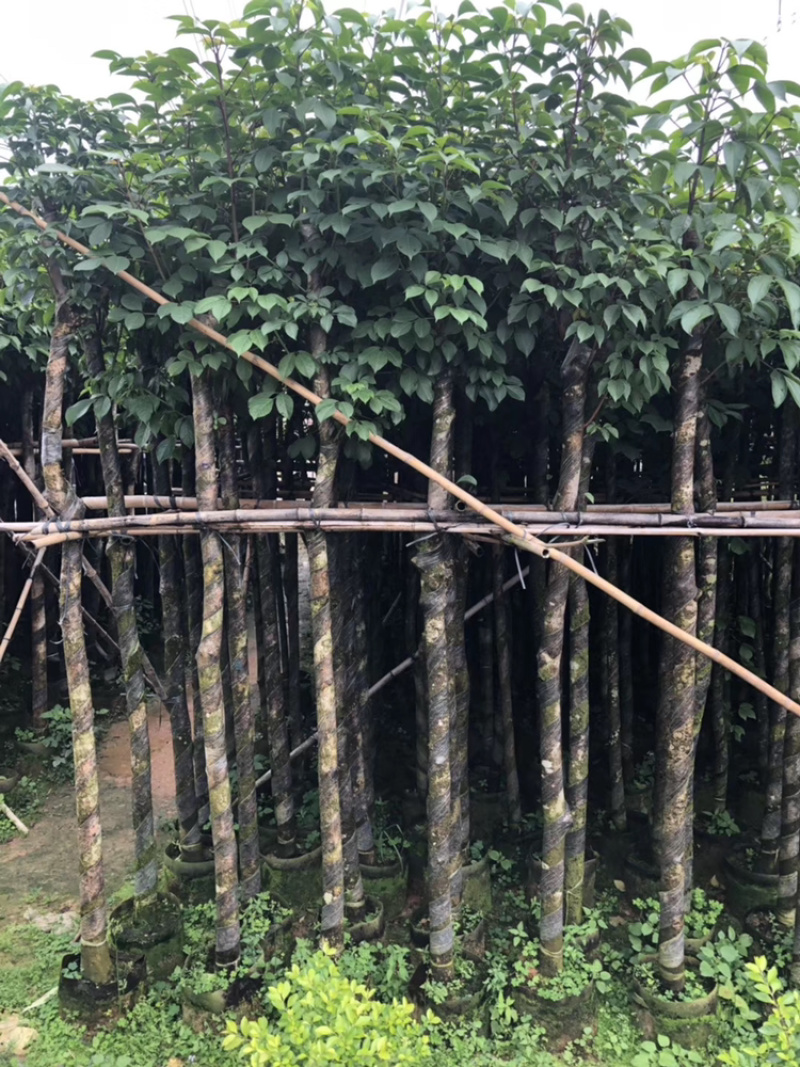 秋枫、重阳木、茄冬、秋风子、朱桐树、乌杨
