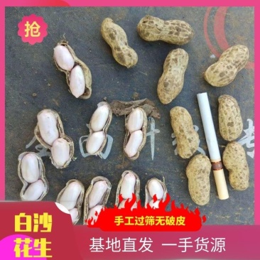鲜花生。白沙花生带壳。湿花生！！！黑土地白沙花生