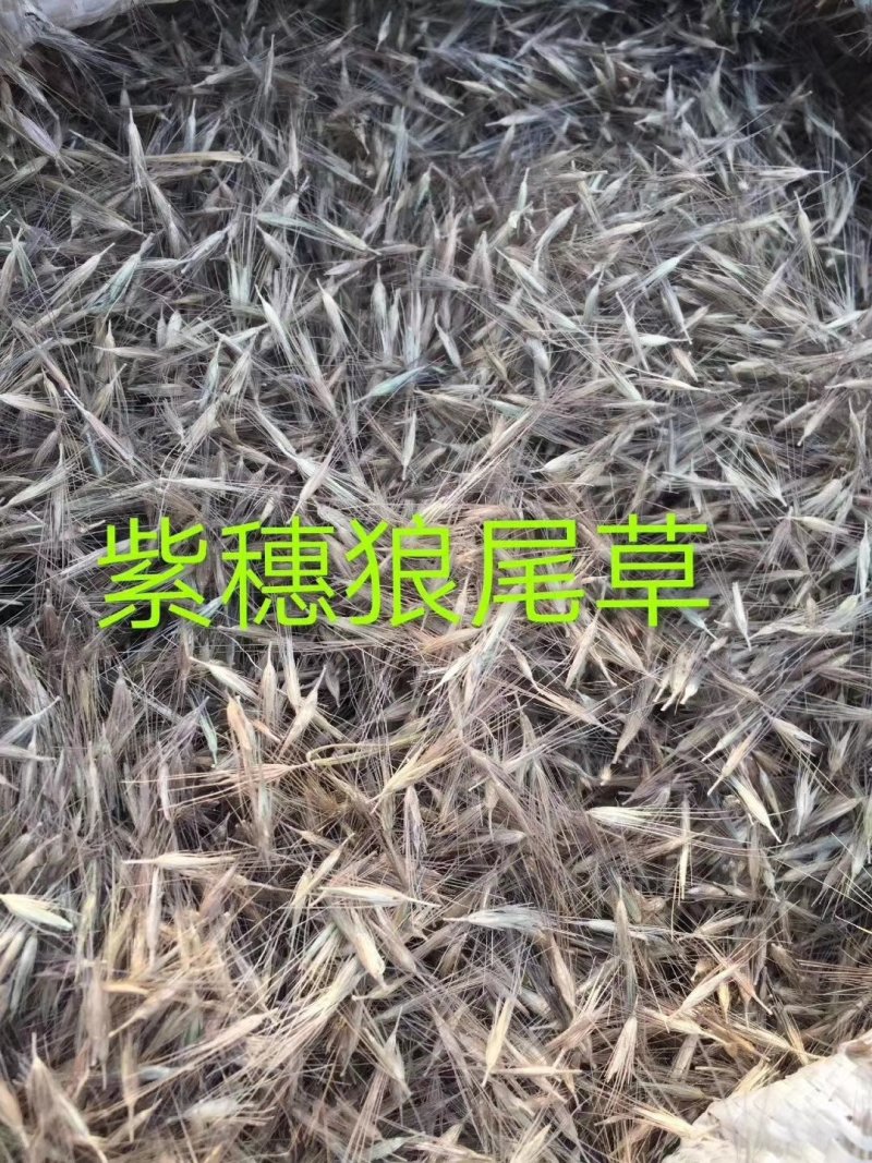 狼尾草狼尾草种子紫穗狼尾草种子景区盆景四季播种耐寒易播种