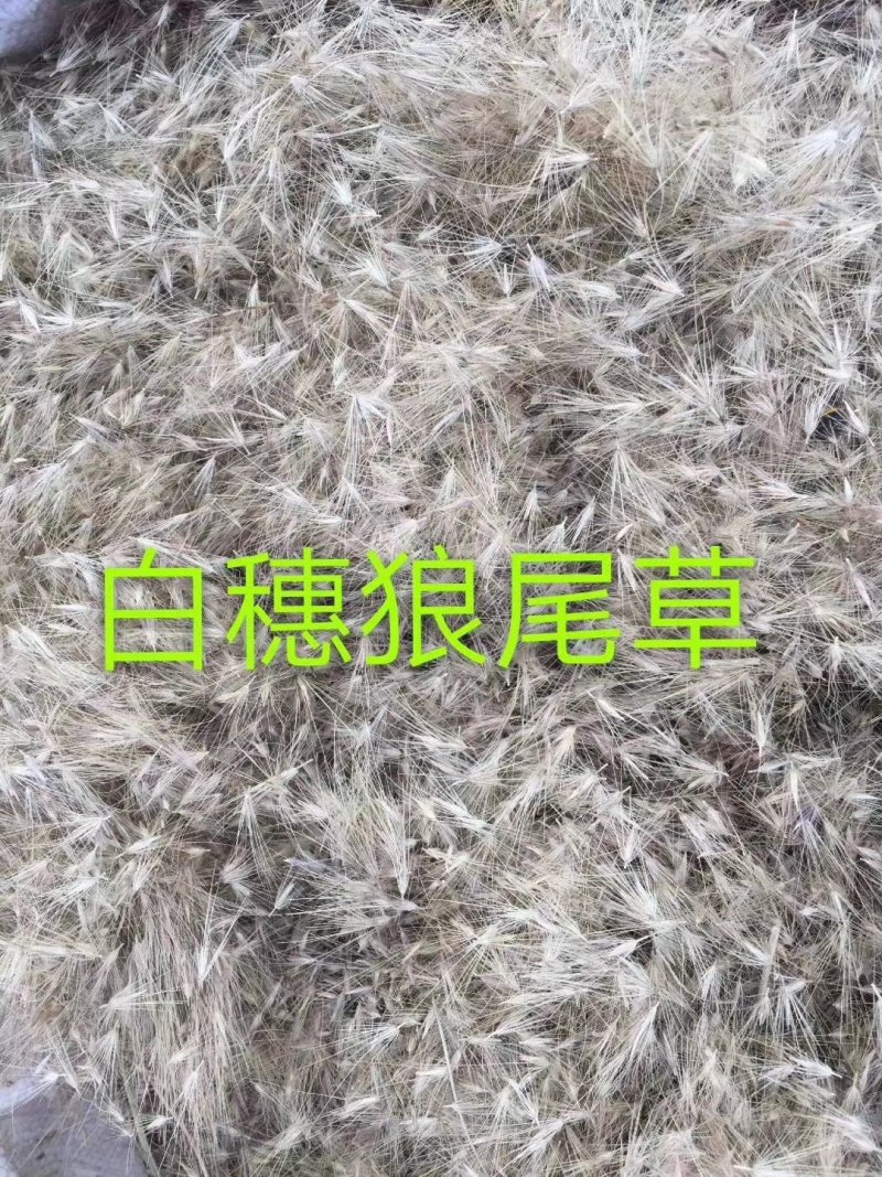 狼尾草狼尾草种子紫穗狼尾草种子景区盆景四季播种耐寒易播种