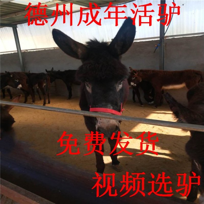 纯散养德州驴肉驴种驴可视频看货全国配送包运输