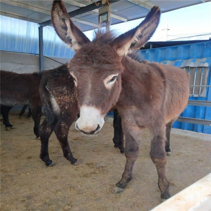 纯散养德州驴肉驴种驴可视频看货全国配送包运输