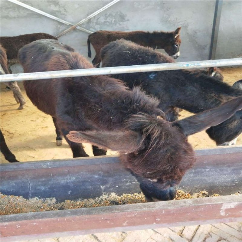 纯散养德州驴肉驴种驴可视频看货全国配送包运输